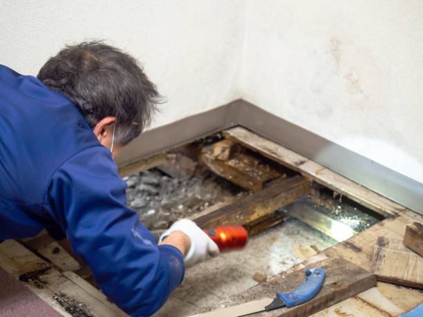 Best Mold Remediation for Specific Building Types in Cross Roads, TX