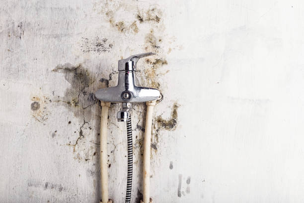 Best Insurance-Related Mold Remediation in Cross Roads, TX