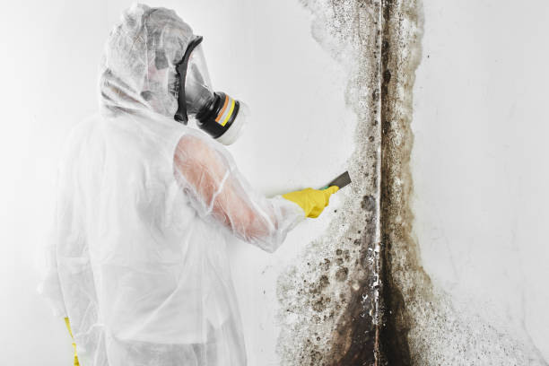 Best Residential Mold Remediation in Cross Roads, TX