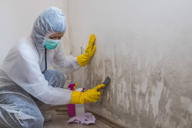 Best DIY Mold Remediation Support Services in Cross Roads, TX