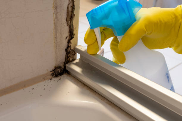 Best Mold Testing and Inspection Services in Cross Roads, TX