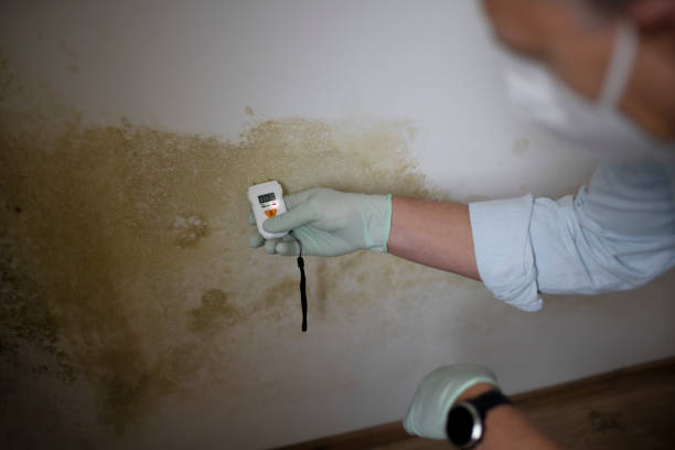 Best Industrial Mold Remediation in Cross Roads, TX