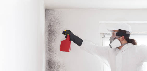 Best Commercial Mold Remediation in Cross Roads, TX