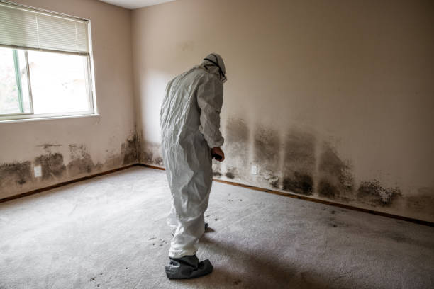 Best Preventive Mold Services in Cross Roads, TX