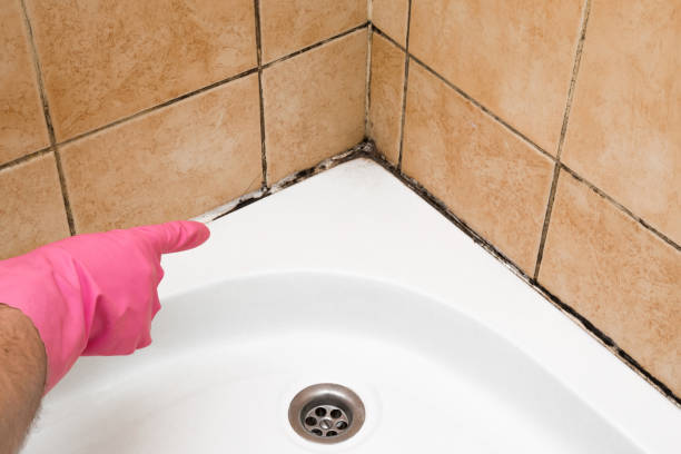 Best Post-Flood Mold Remediation in Cross Roads, TX